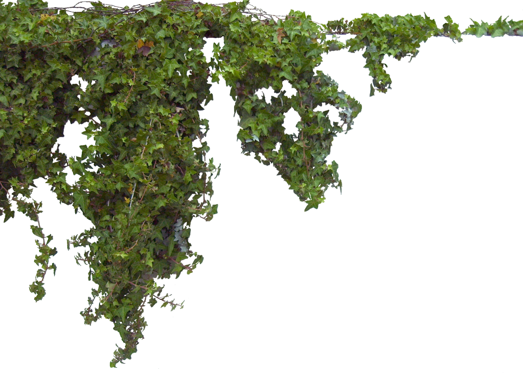 Ivy Png Texture - Jonie Wida