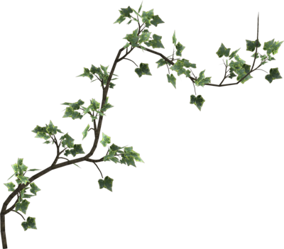 Ivy Vine Png Clipart #43664 - Free Icons and PNG Backgrounds
