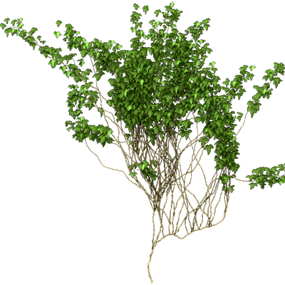 Ivy Vine Png Picture #43651 - Free Icons and PNG Backgrounds