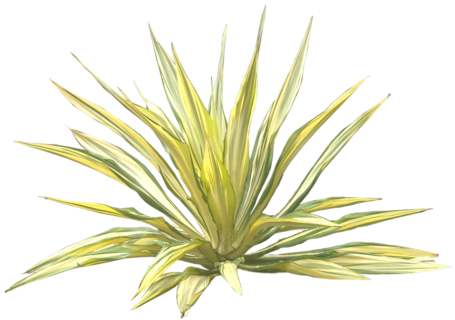 Download Gambar Bunga Format Png Gambar Bunga
