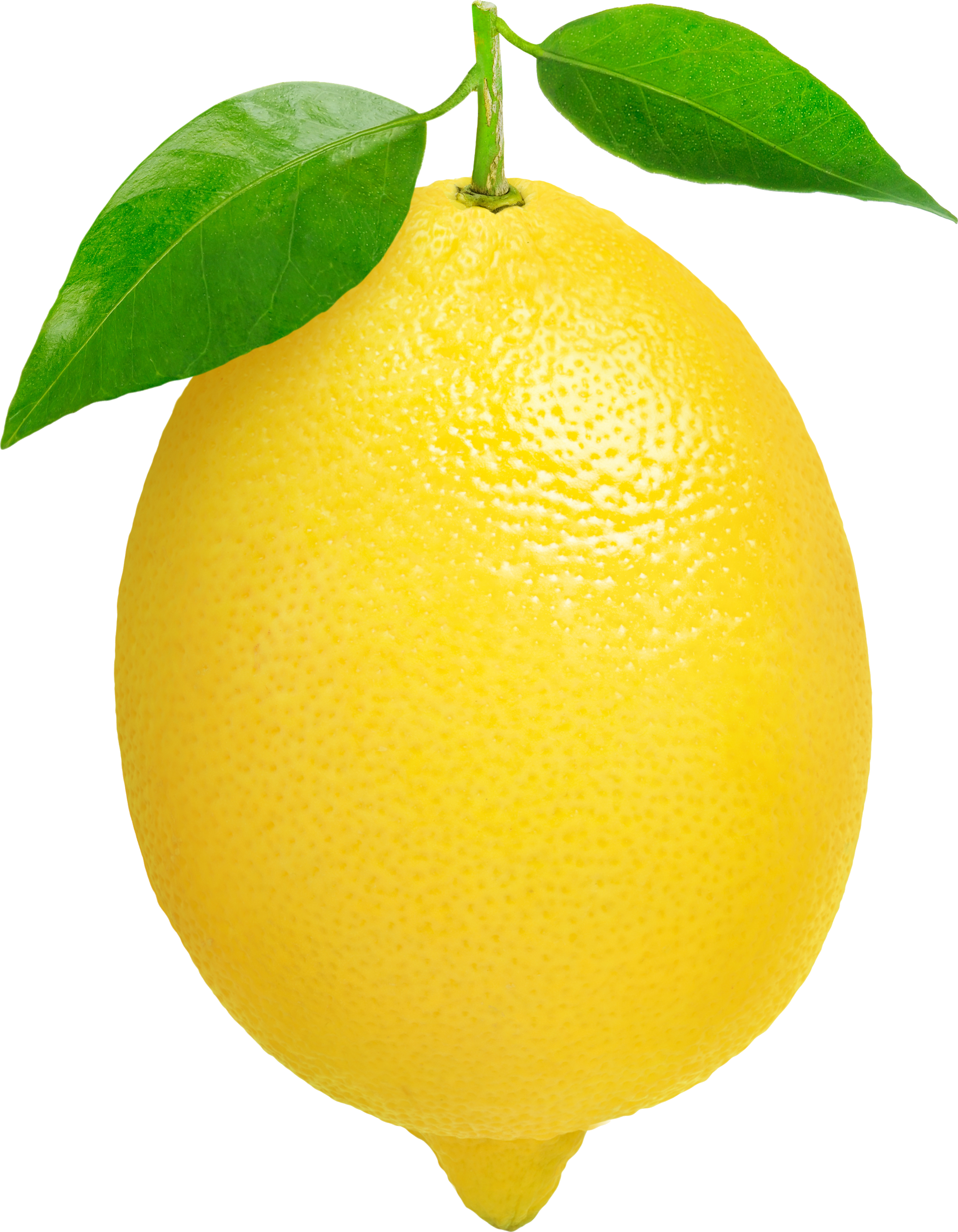 Leaf Lemon PNG Transparent Background, Free Download #38651 - FreeIconsPNG