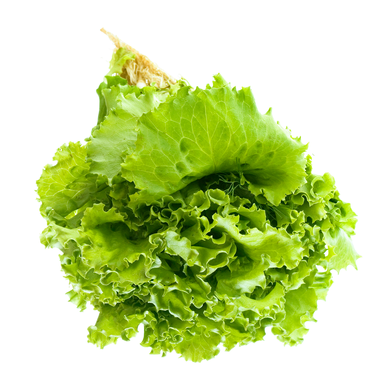 Lettuce Salad PNG Transparent