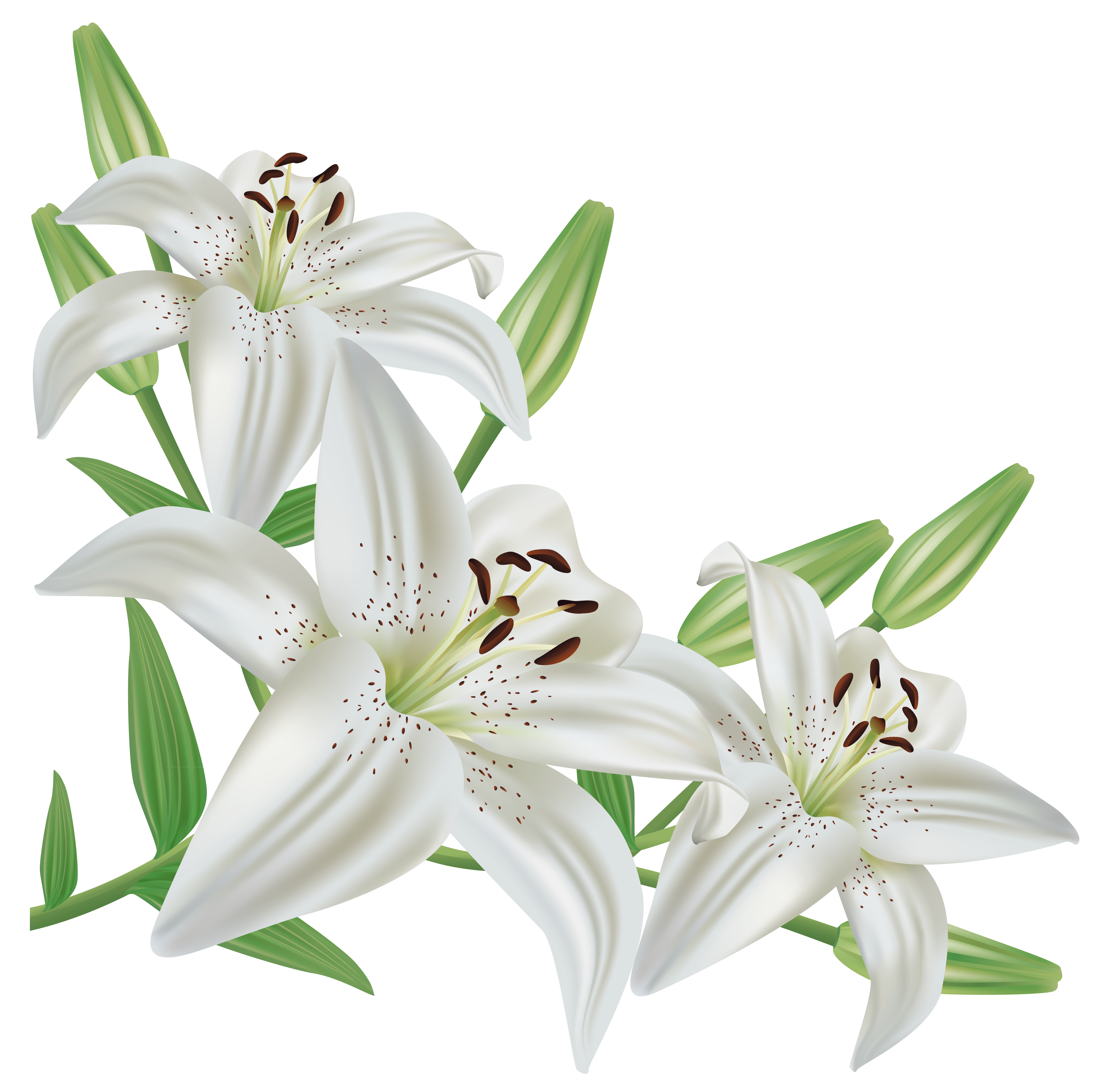 Lily icon symbol png transparent background free download 46486