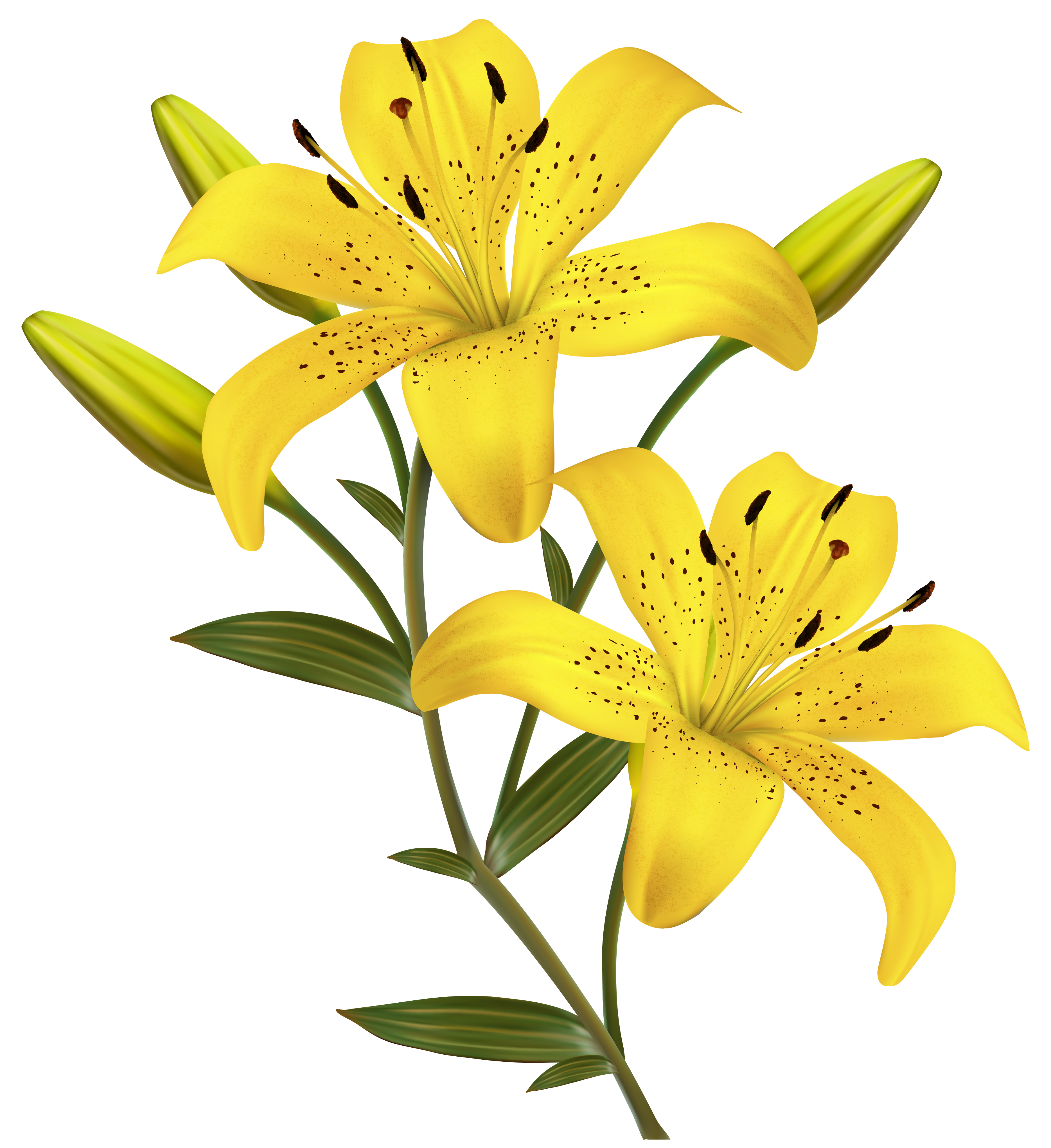 Download Transparent Background White Lily Flower Png PNG