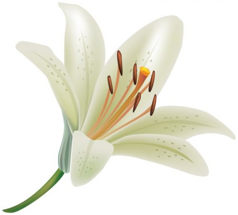 Lily Picture PNG Transparent Background, Free Download #46484 ...