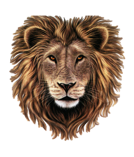 PNG Lion Head Transparent