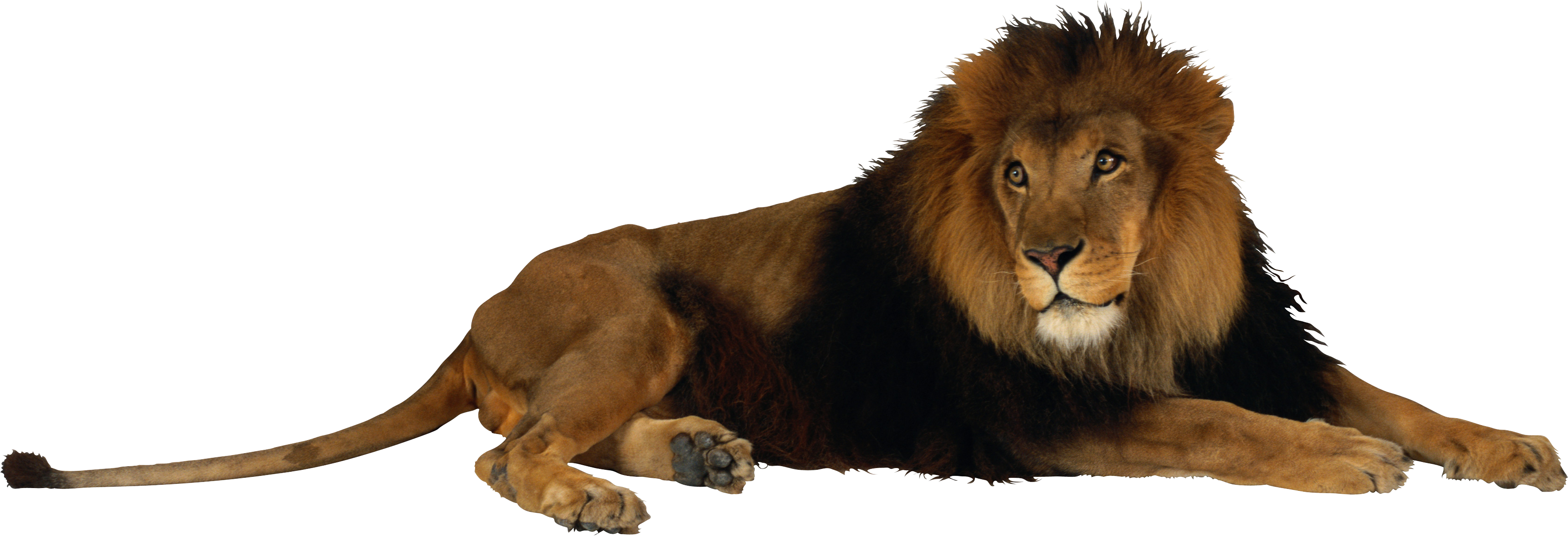 Lion Image Clipart PNG Transparent Background, Free Download #42281 -  FreeIconsPNG