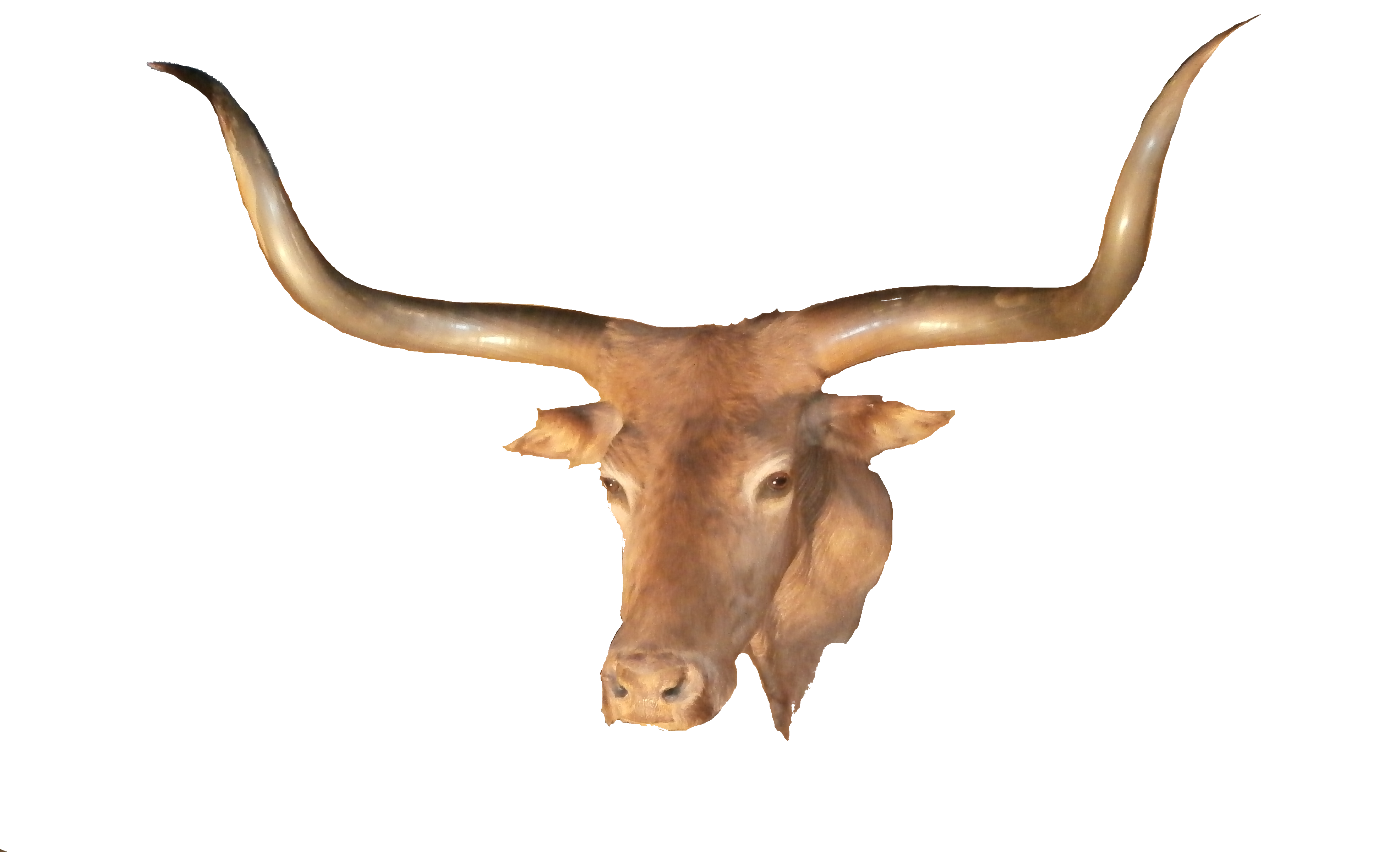 Hd Longhorn PNG Transparent Background, Free Download #36822 - FreeIconsPNG...