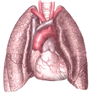 Lung Png Clipart Best