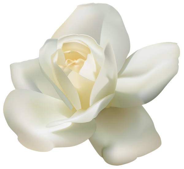 Magnolia Family Flowering Plant Jasmine Rose Png Transparent Background Free Download Freeiconspng Magnolia Family Flowering Plant Jasmine Rose Png Transparent Background Free Download Freeiconspng