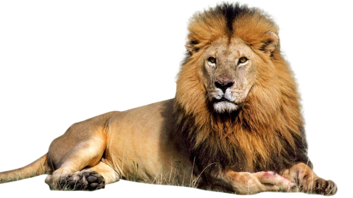 Male Lion PNG Clipart #42271 - Free Icons and PNG Backgrounds