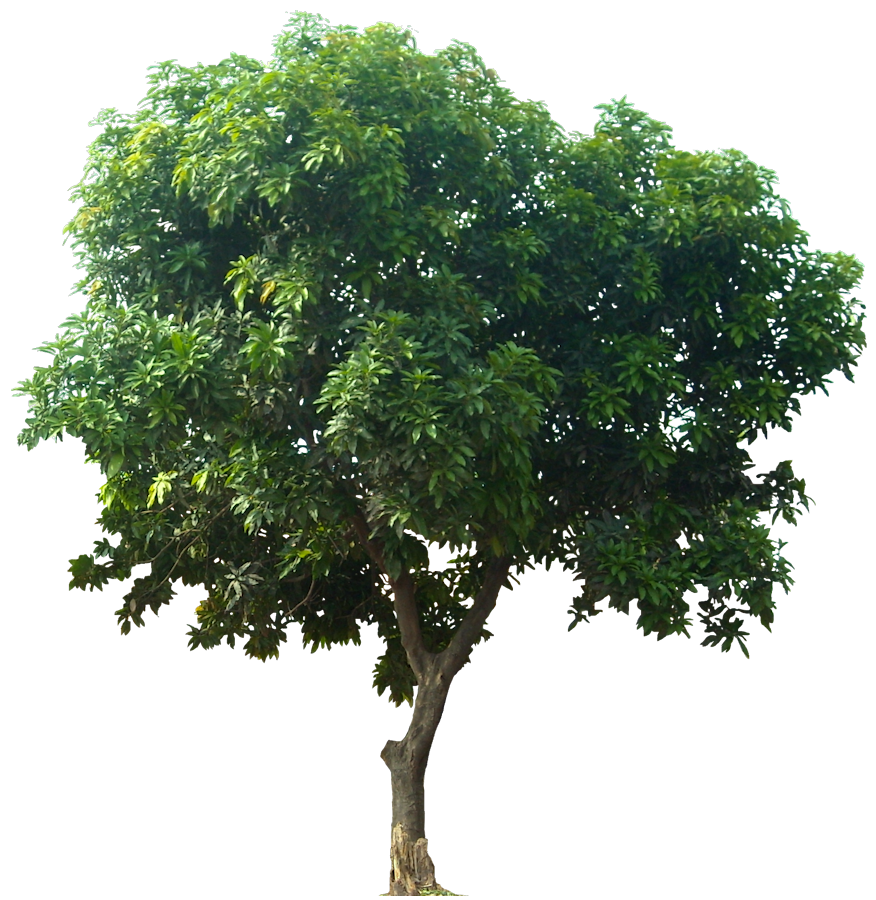 Tree PNG Images - Free Icons and PNG Backgrounds