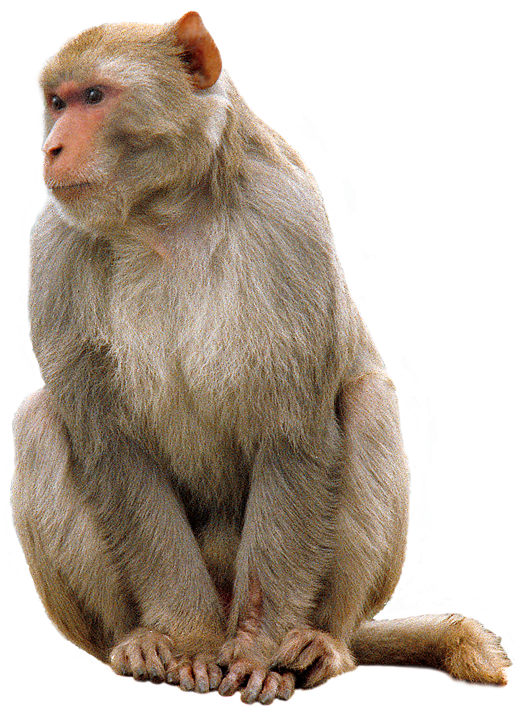 Download Free High quality Monkey Png Transparent Images #26148 - Free