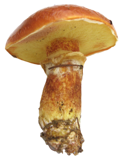 Png Format Images Of Mushroom