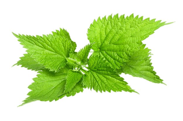 Natural Image Fresh Nettle PNG Transparent Background, Free Download ...