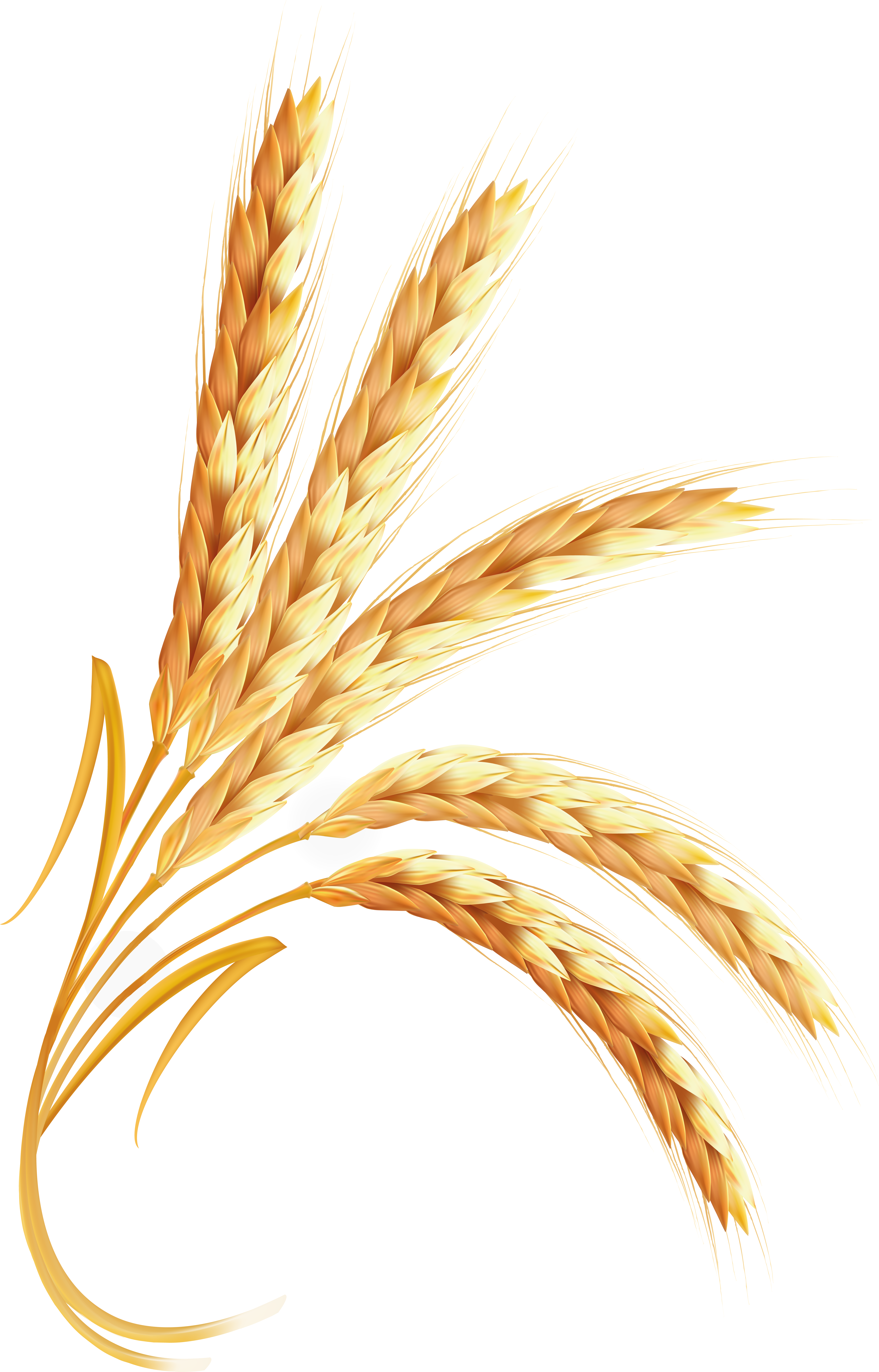New Wheat Symbol Images PNG Transparent Background, Free Download