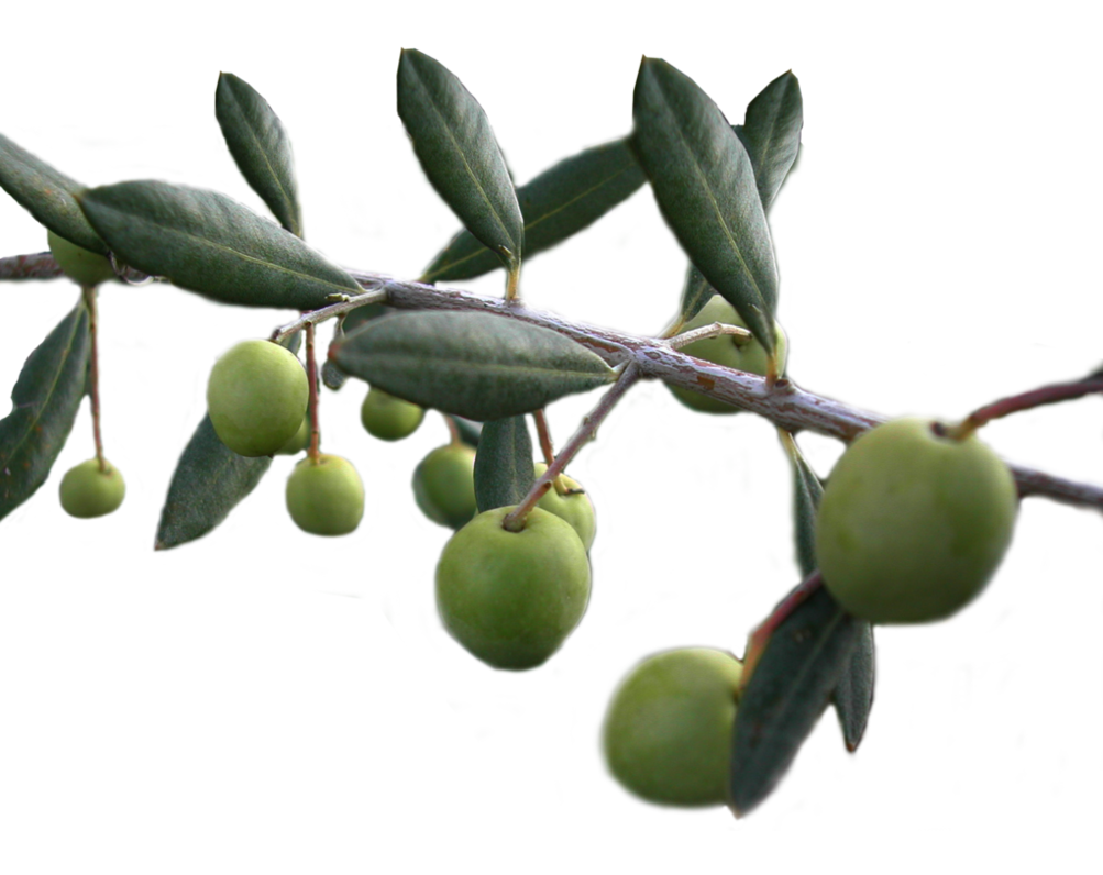 Background Olives PNG Transparent Background, Free Download 40551