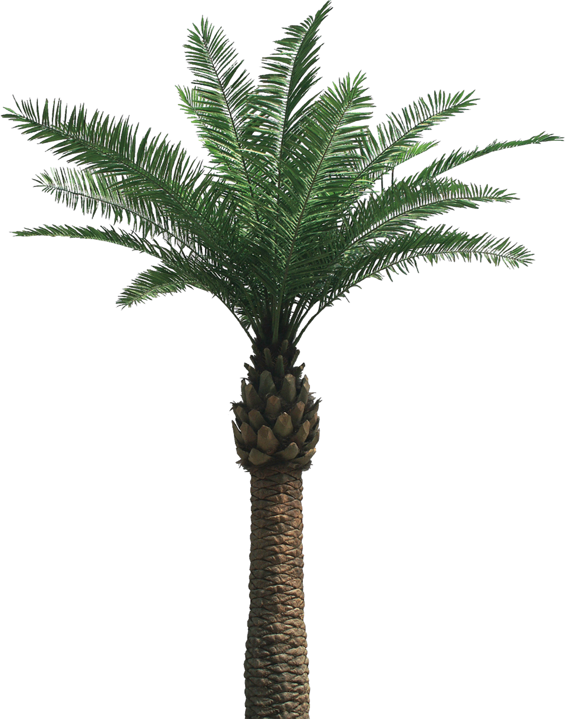 One Palm Tree Png #43055 - Free Icons and PNG Backgrounds