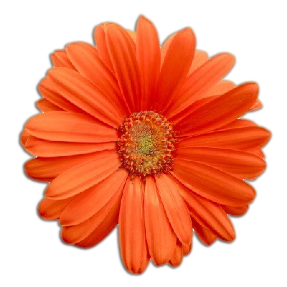 orange flower png 5