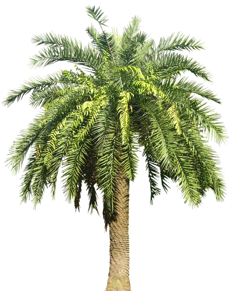 Palm Plant Png Image #43068 - Free Icons and PNG Backgrounds