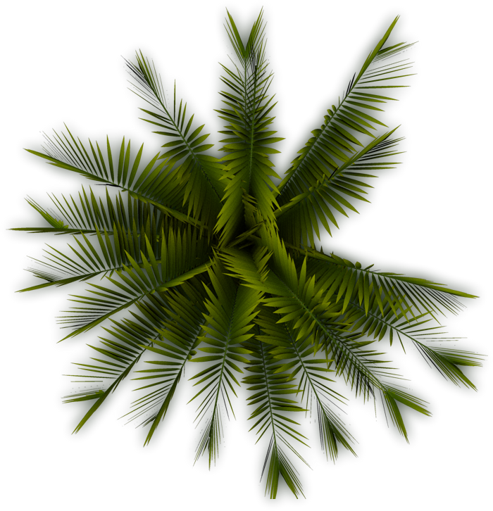 Palm Tree PNG Transparent Background, Free Download #4135 - FreeIconsPNG