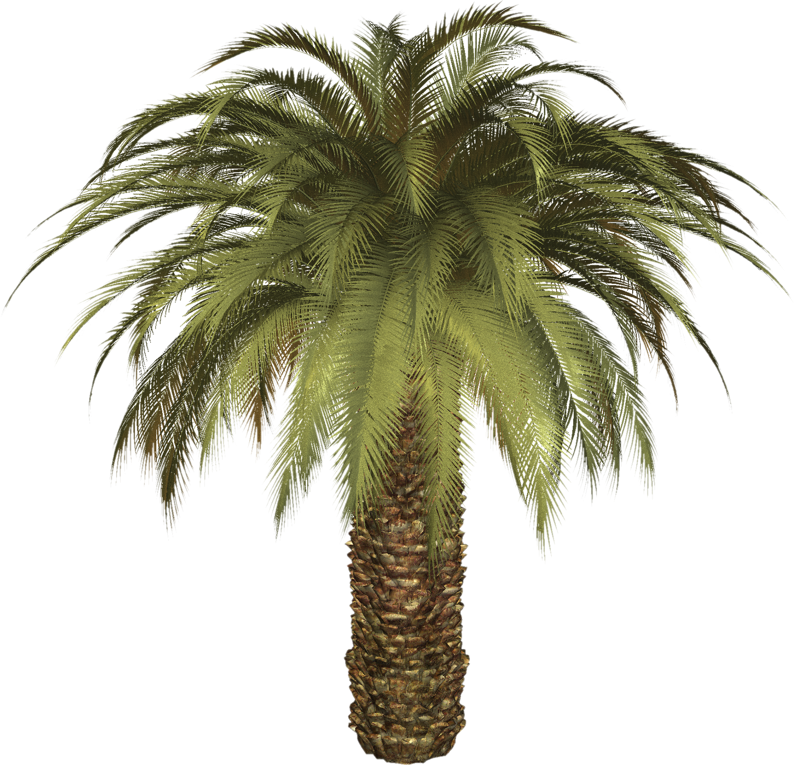 Palm Tree Image PNG Transparent Background, Free Download 43058