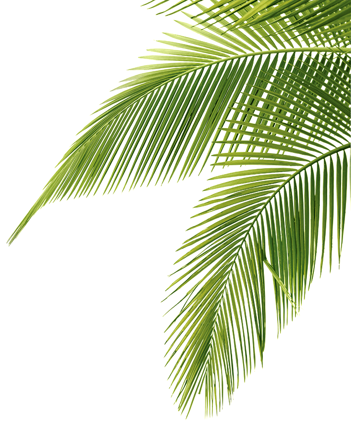 Palm Leaf Png