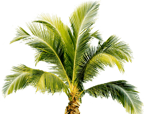 Vectors Download Palm Tree Icon Free