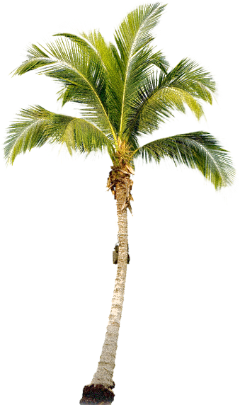 palm tree png picture