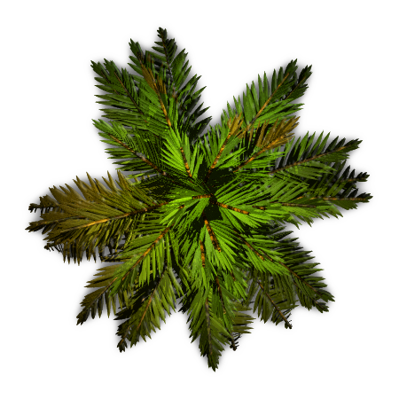 Top Tree PNG, Top Tree Transparent Background - FreeIconsPNG