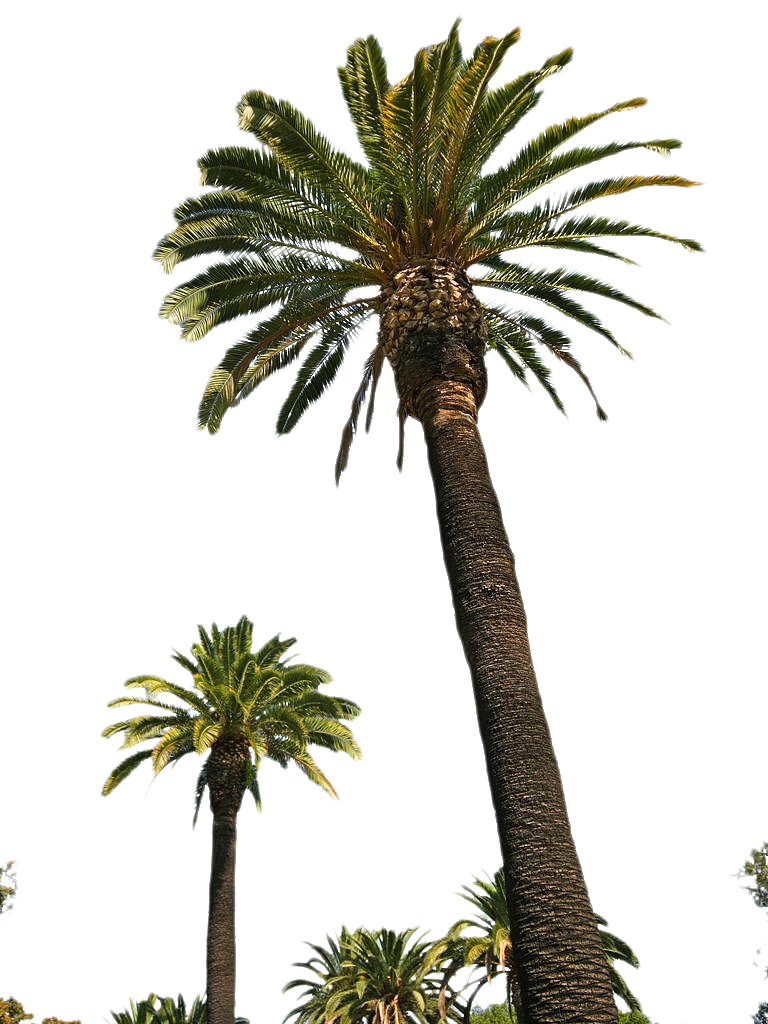 Palm PNG, Palm Transparent Background - FreeIconsPNG