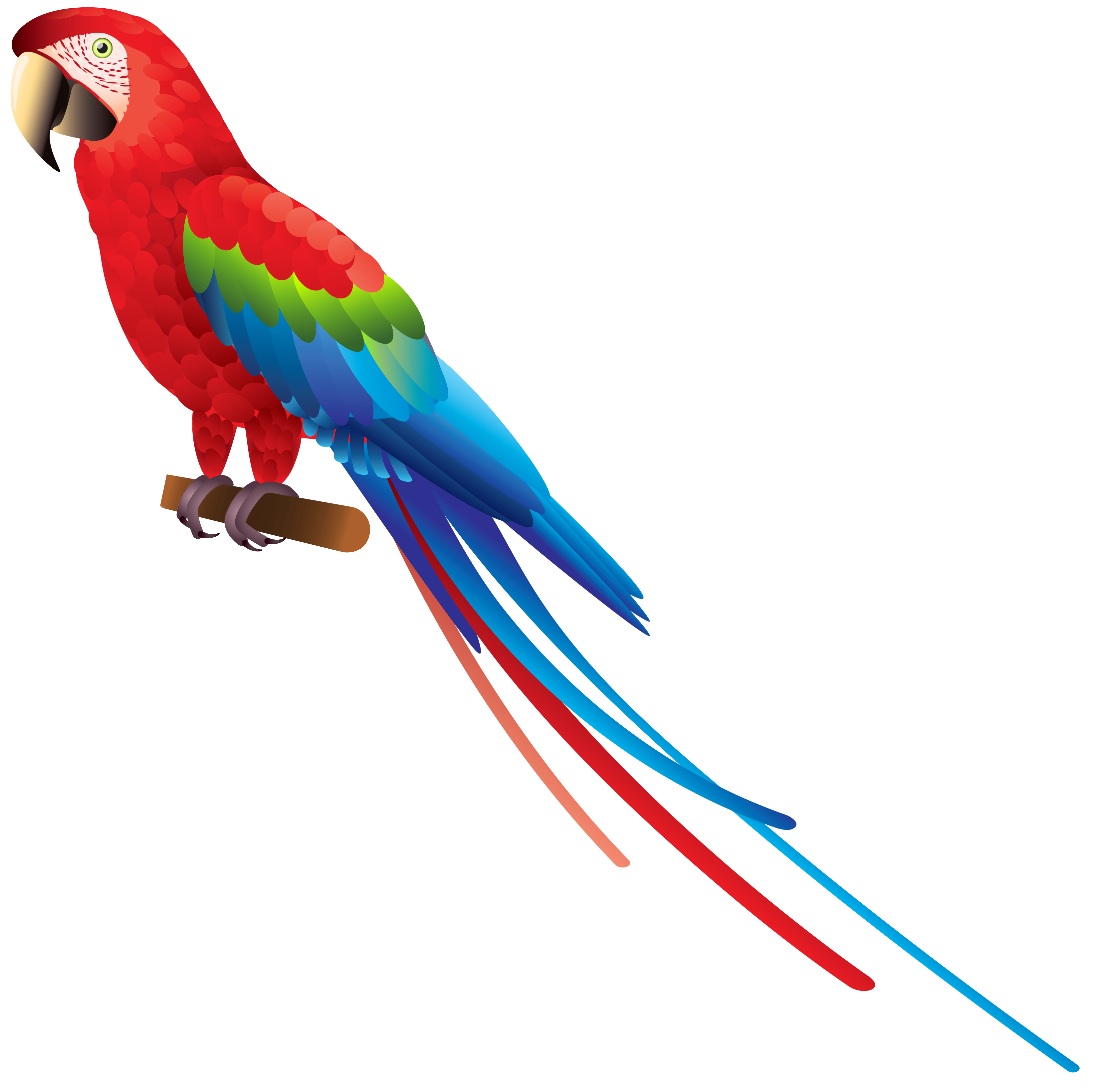 Parrot Png Parrot Transparent Background