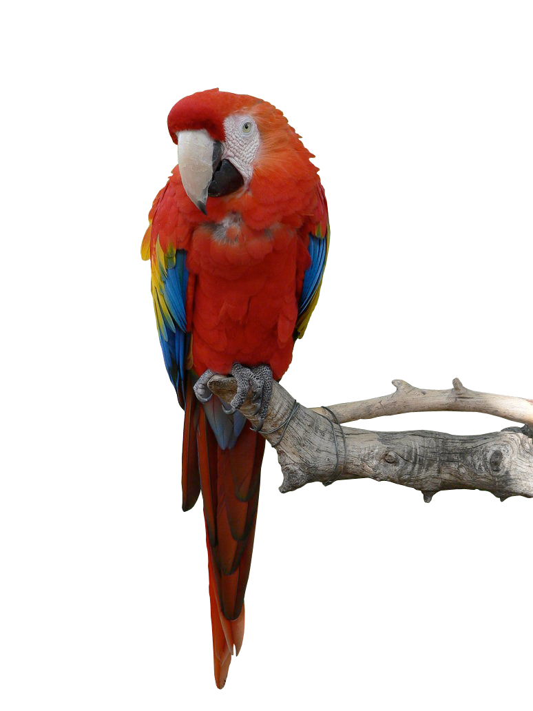 Macaw Transparent Background Parrot Png Protes Png