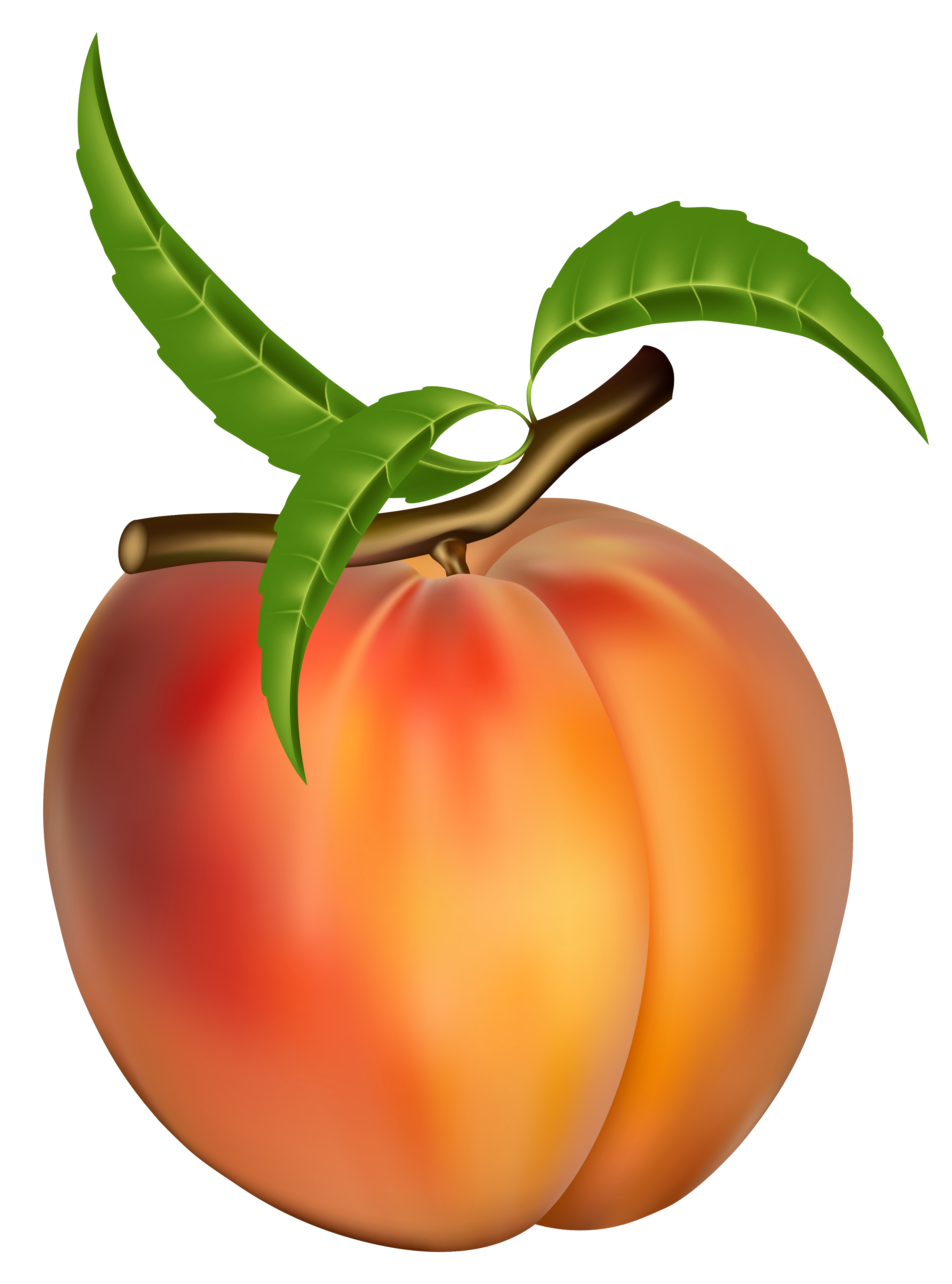 Peach Clip Art Images PNG Transparent Background, Free Download #41697