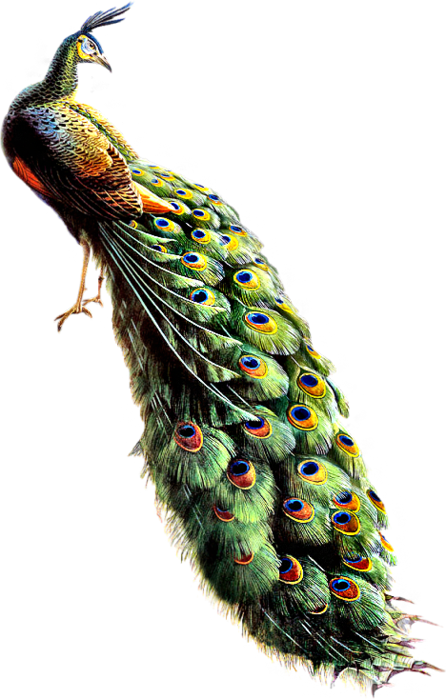 Peacock Collections Best Image Png #22894 - Free Icons and PNG Backgrounds