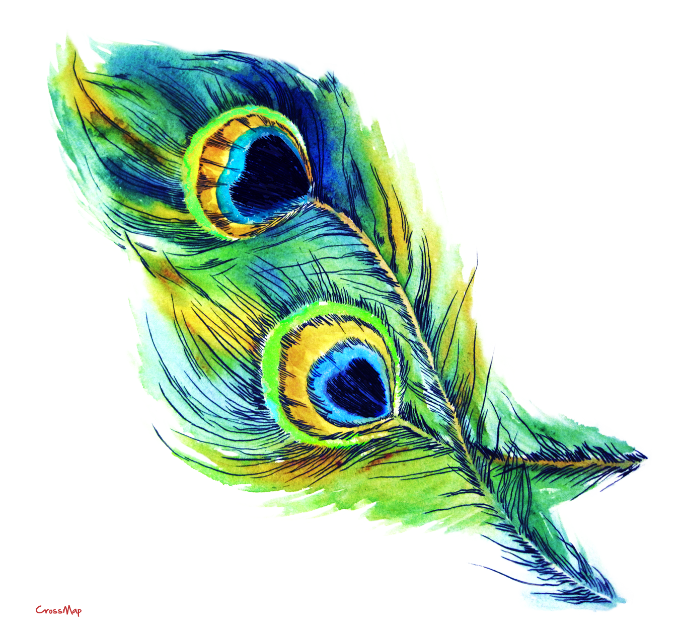 Peacock PNG  Peacock Transparent Background  FreeIconsPNG