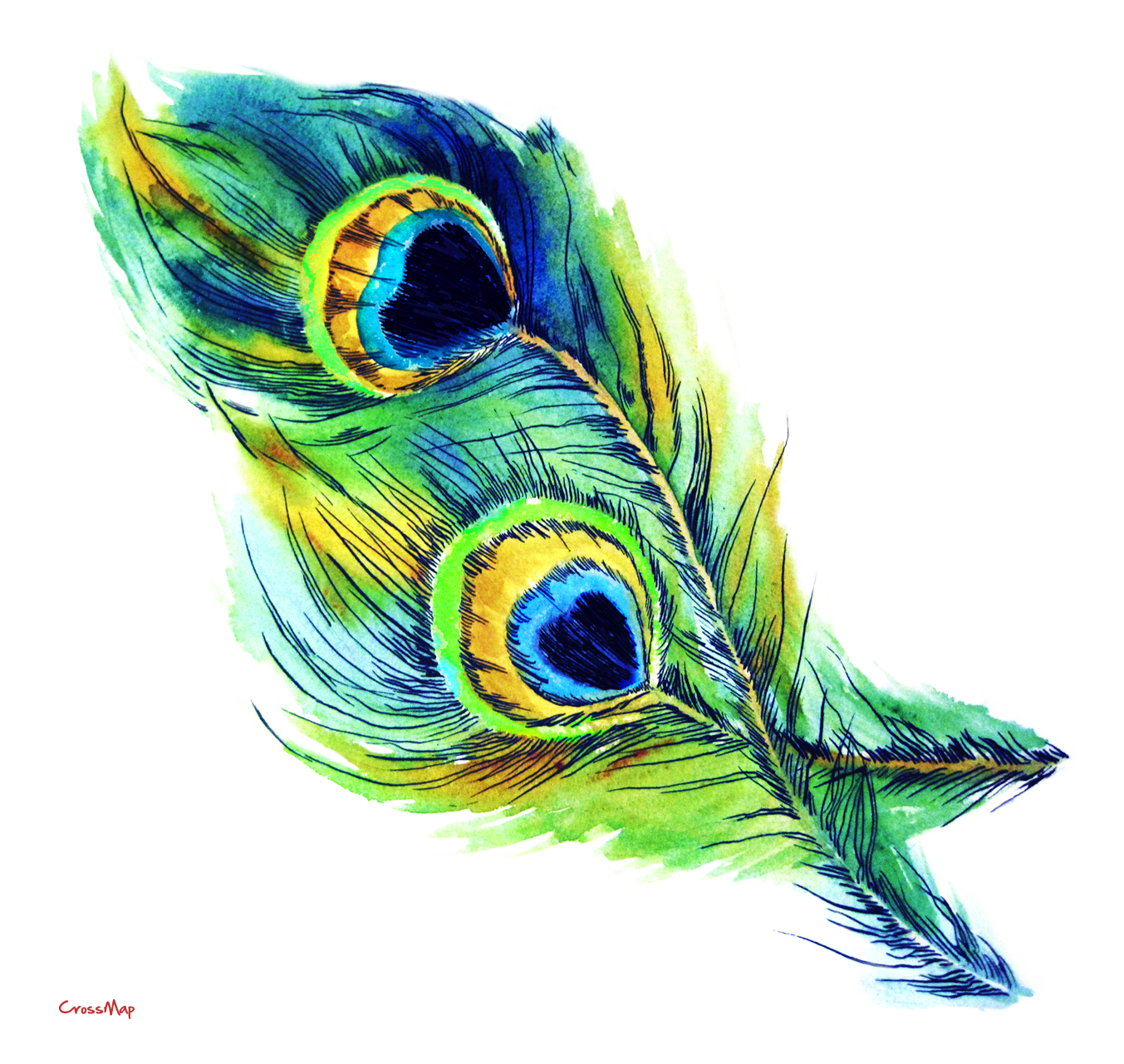 Peacock PNG Peacock Transparent Background FreeIconsPNG Peacock PNG Peacock Transparent Background FreeIconsPNG