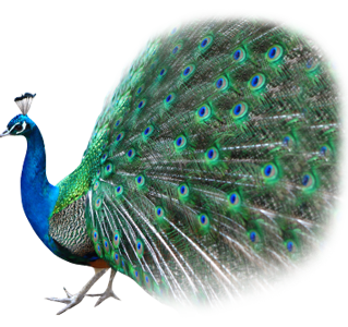 peacock png images