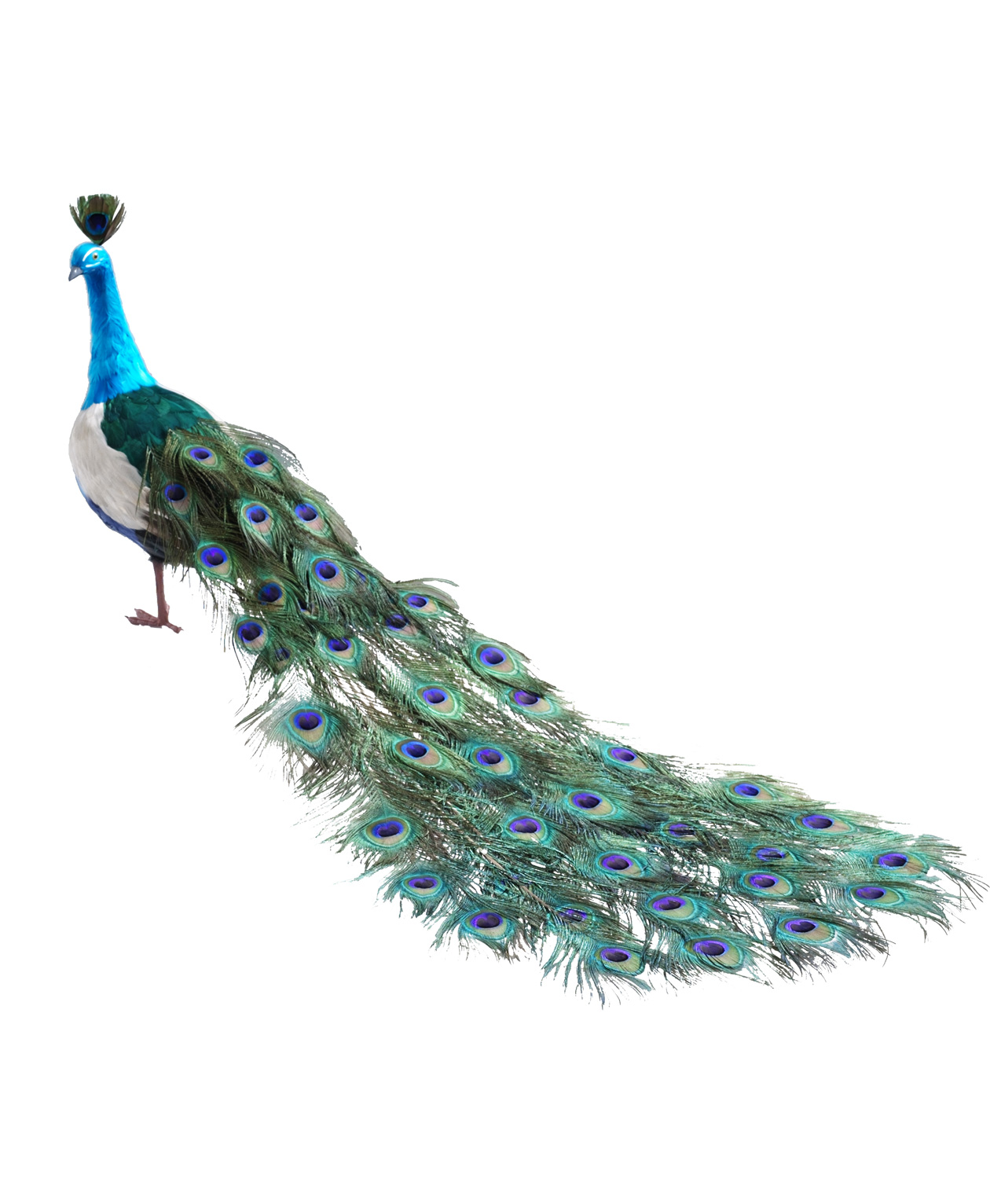 Background Peacock Hd PNG Transparent Background, Free Download #22888 -  FreeIconsPNG