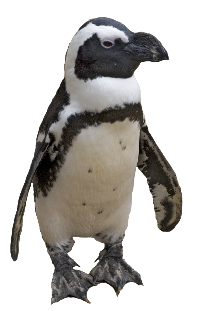 Png Best Penguin Collections Image
