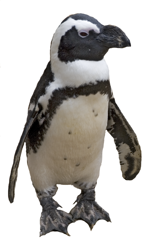 png best penguin collections image 19538 free icons and author web template