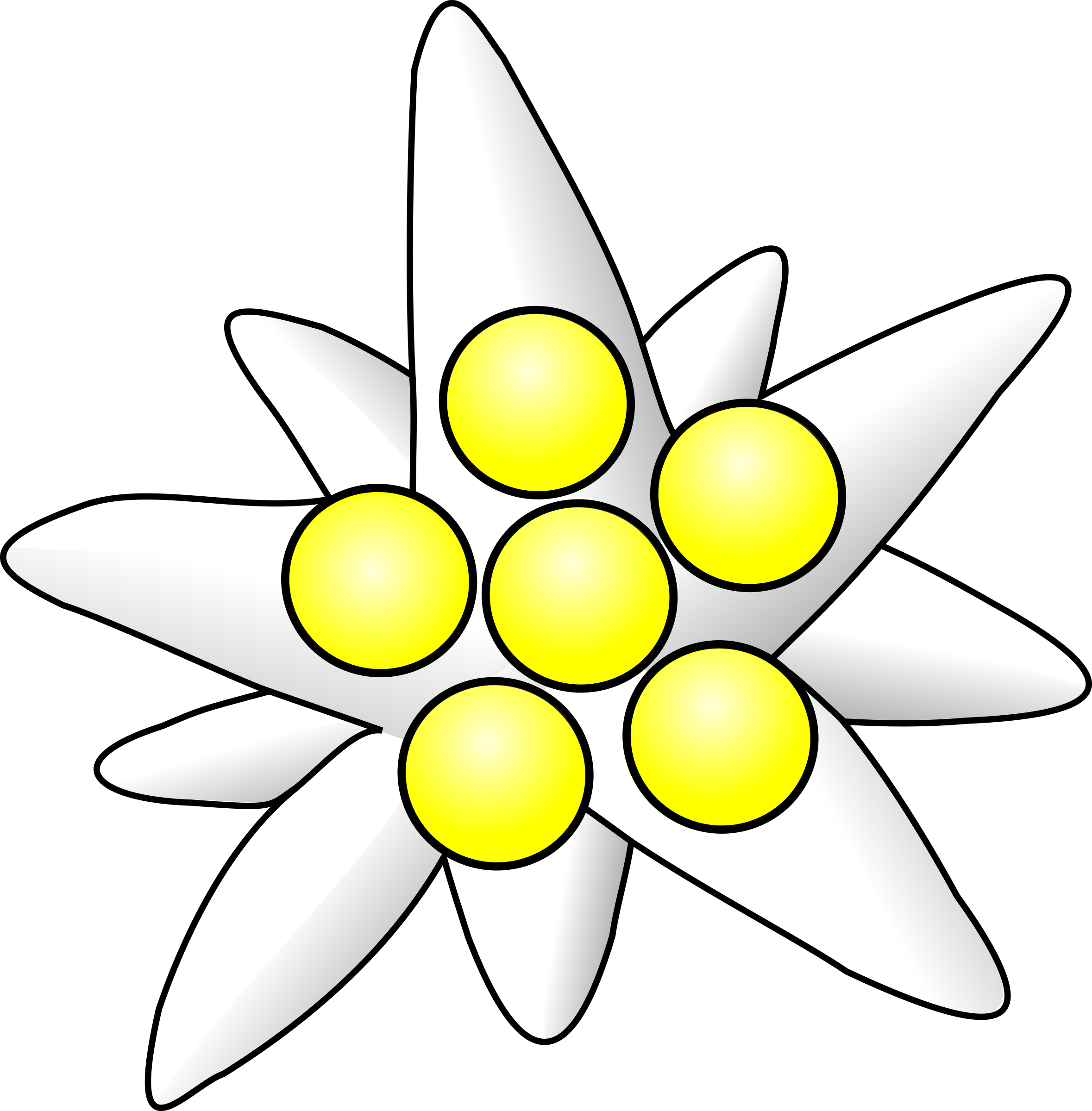 Picture Edelweiss yellow circles