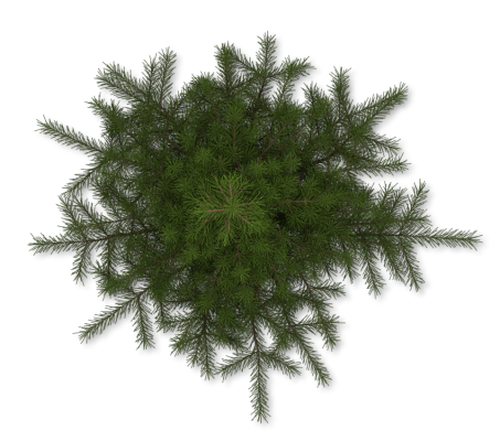 Pine Tree PNG Transparent Background, Free Download #4147 - FreeIconsPNG