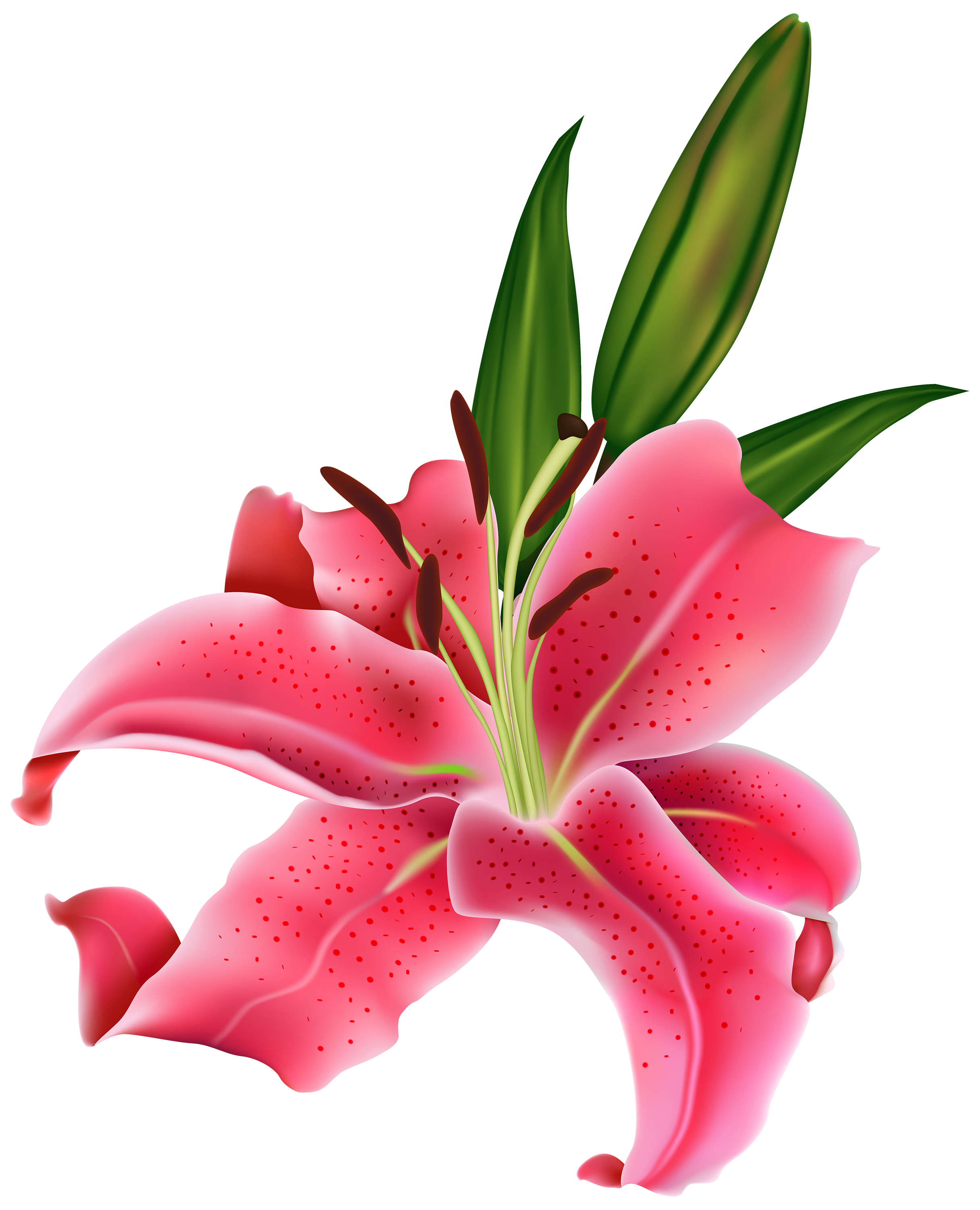Pink Flower Lily Png Transparent Background 46498 Free