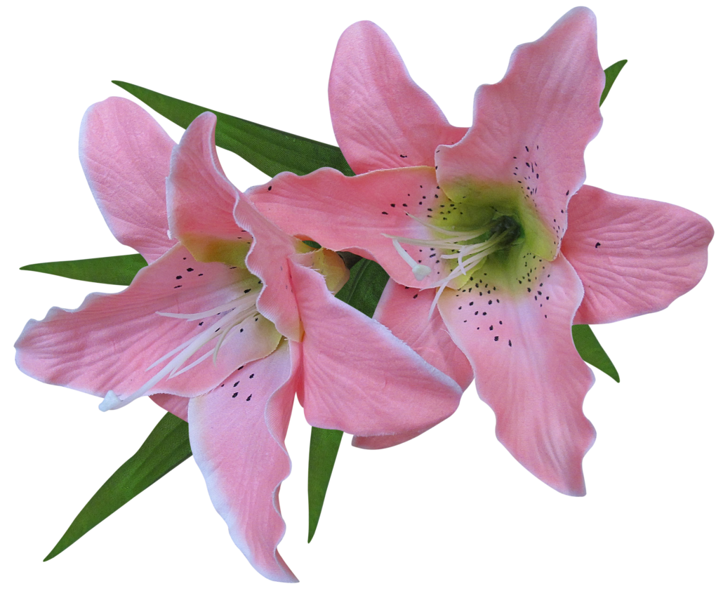 Free Pink Lily Clipart