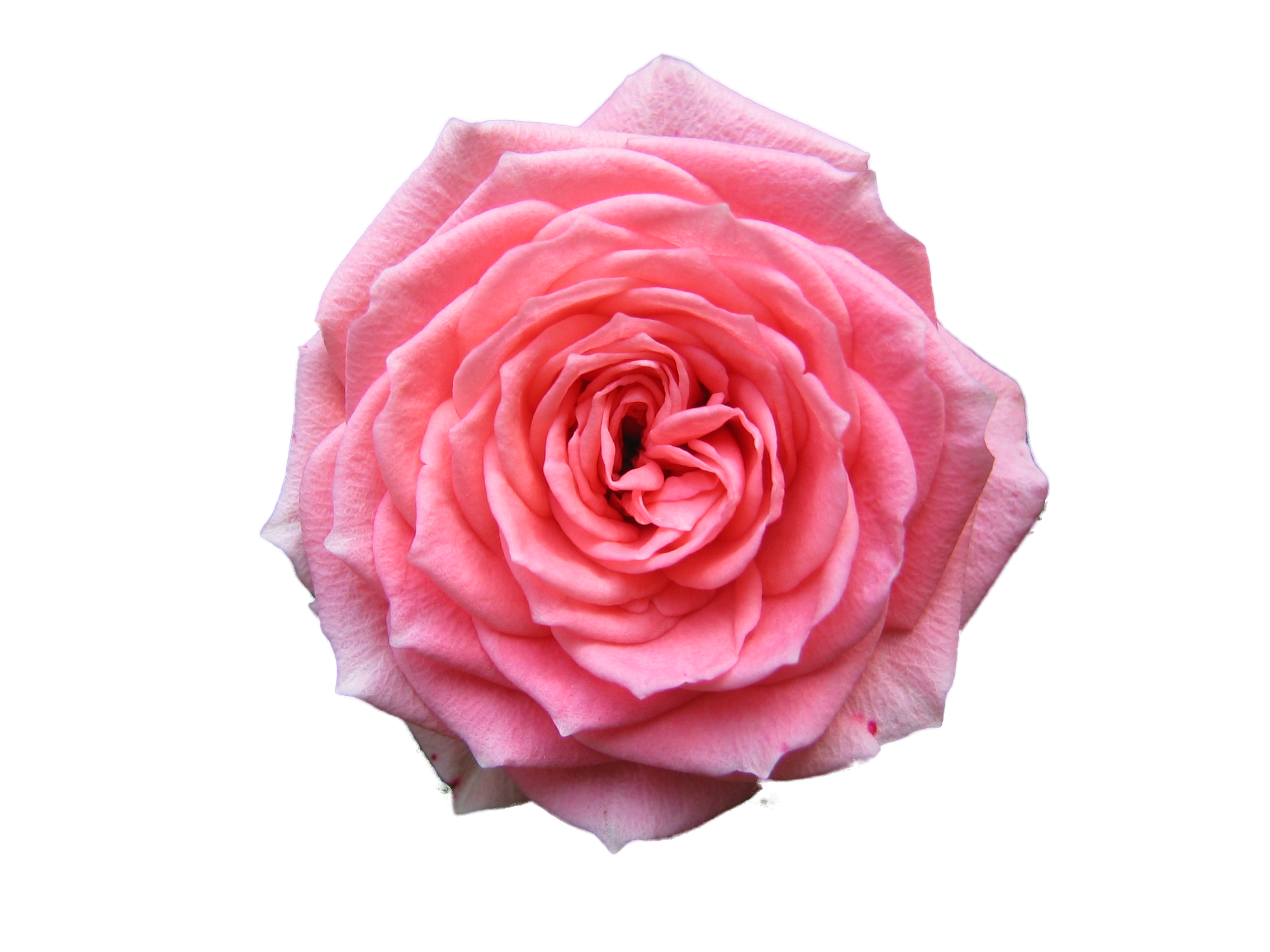 Pink roses png #39863 - Free Icons and PNG Backgrounds