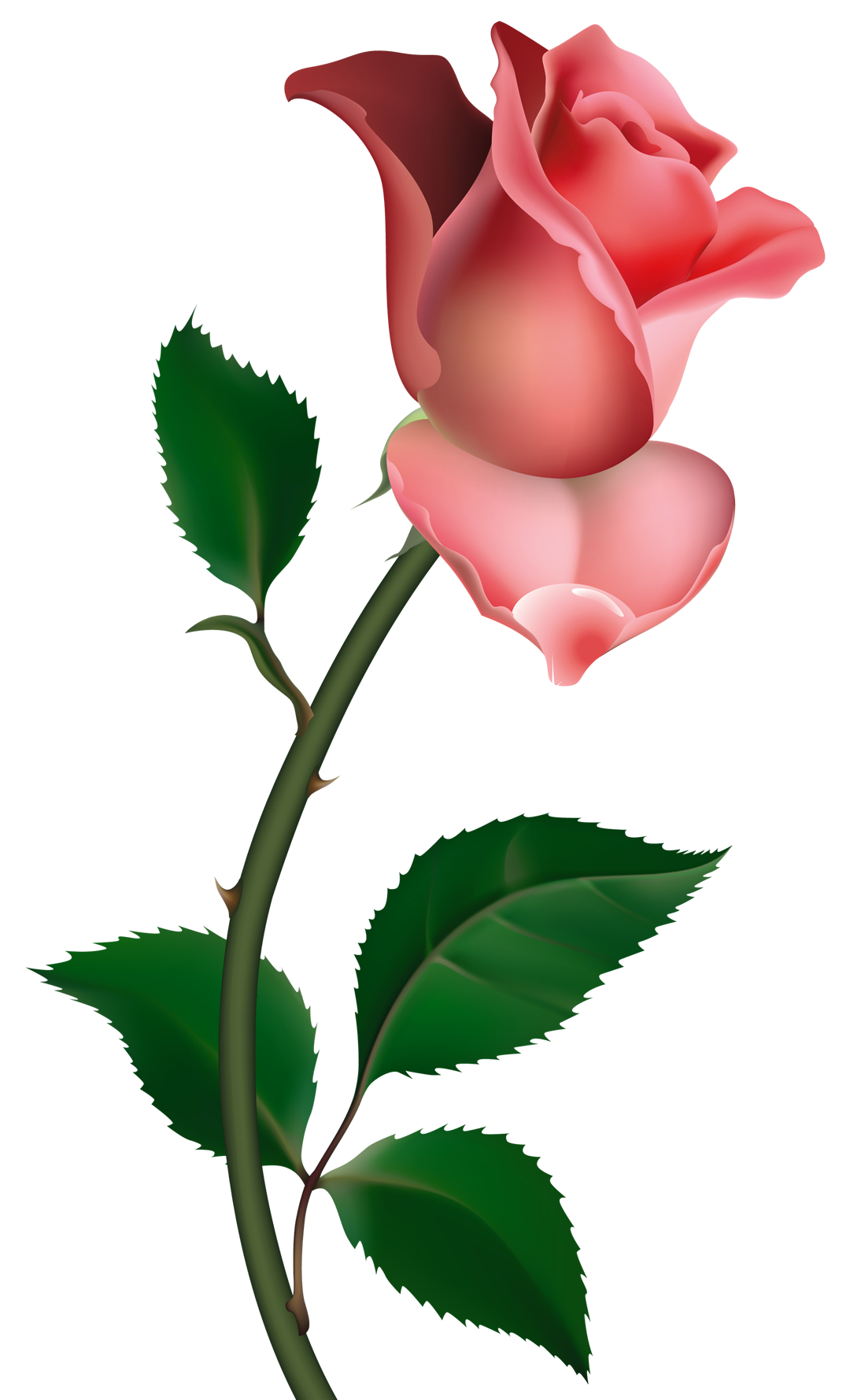 Pink Rose Clip Art