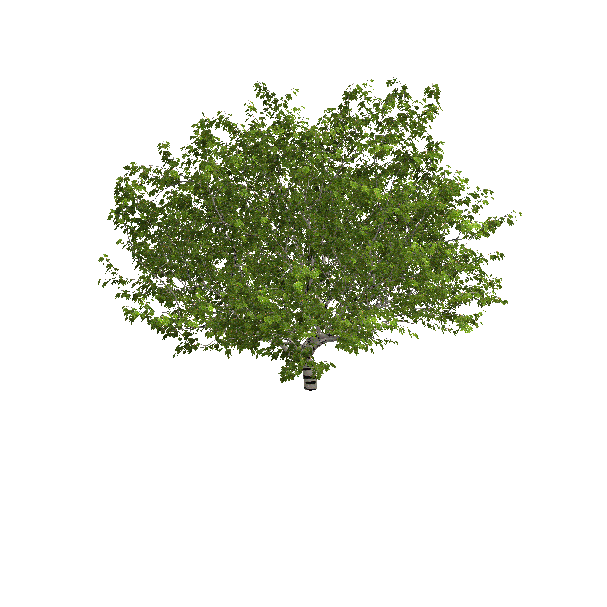 Top Tree PNG, Top Tree Transparent Background - FreeIconsPNG