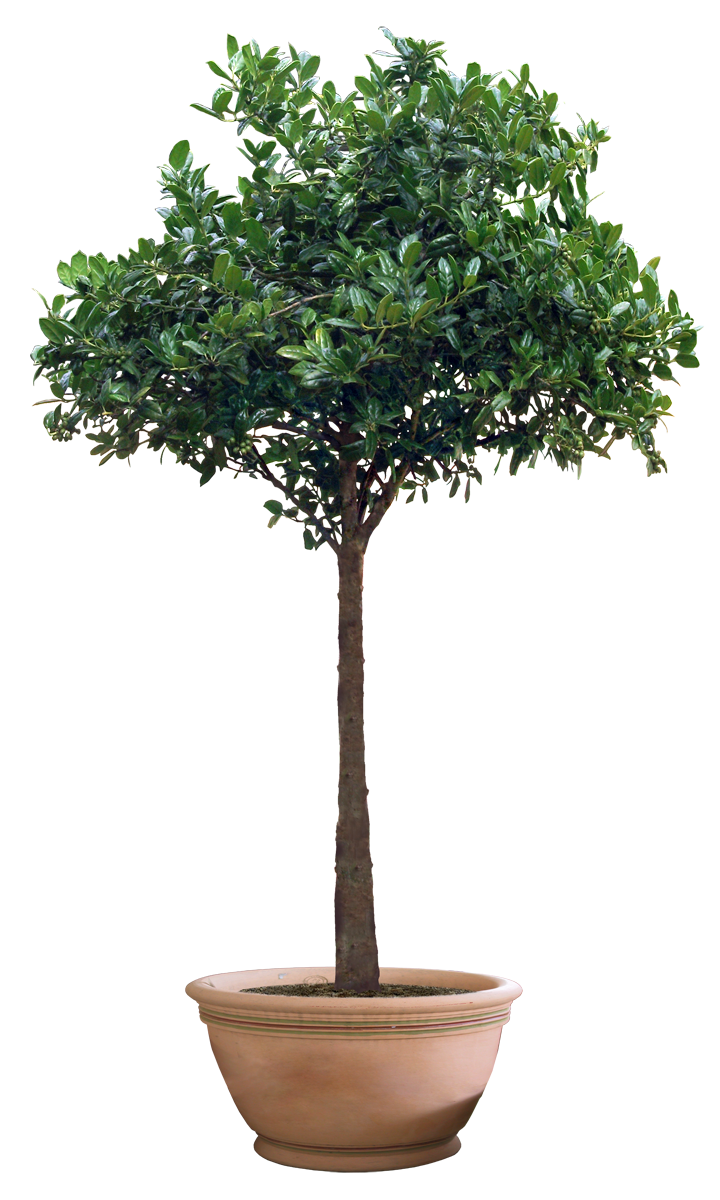 Growing Plant Png