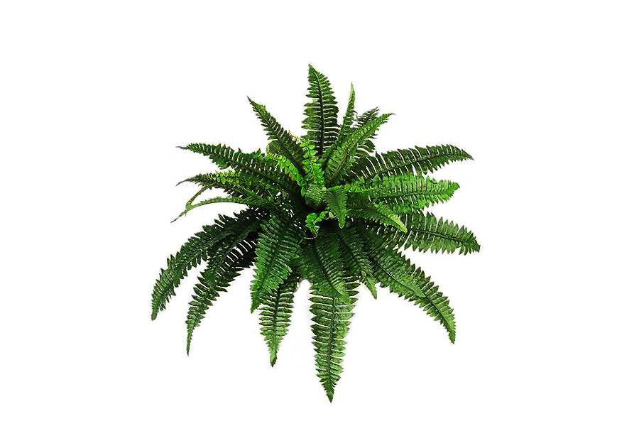 Plants PNG, Plants Transparent Background - FreeIconsPNG